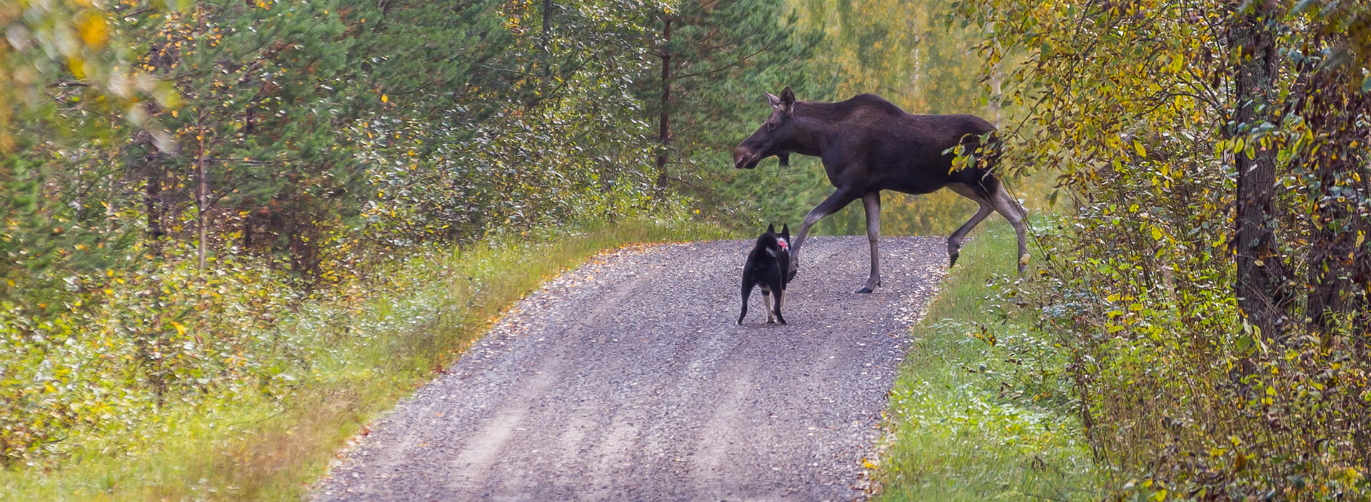 Pohjois-Karjalan Karhukoirayhdistys ry